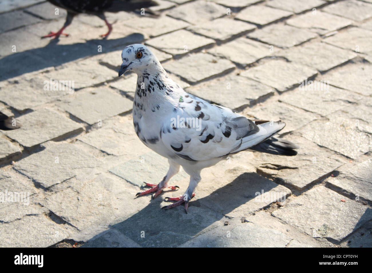 Pigeon sur les rues sur Athènes, Grèce. Banque D'Images