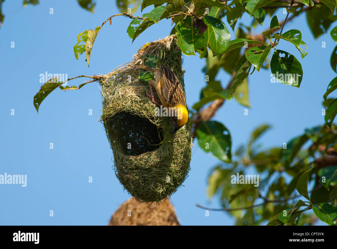 Beau mâle baya weaver (Ploceus philippinus) protéger son nid Banque D'Images