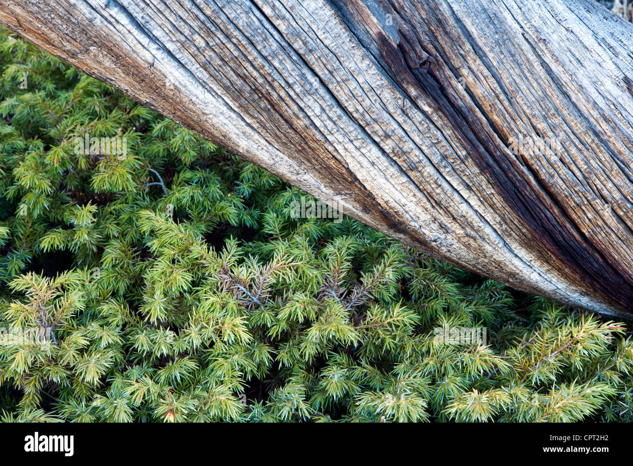 L'écorce des arbres Patterns - Rocky Mountain National Park - Estes Park, Colorado USA Banque D'Images