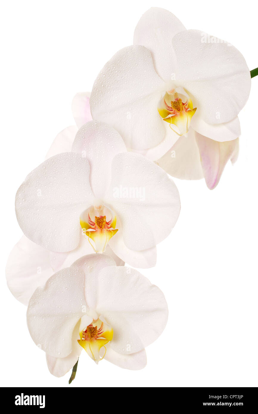 Close-up d'orchidées blanches sur fond blanc Banque D'Images