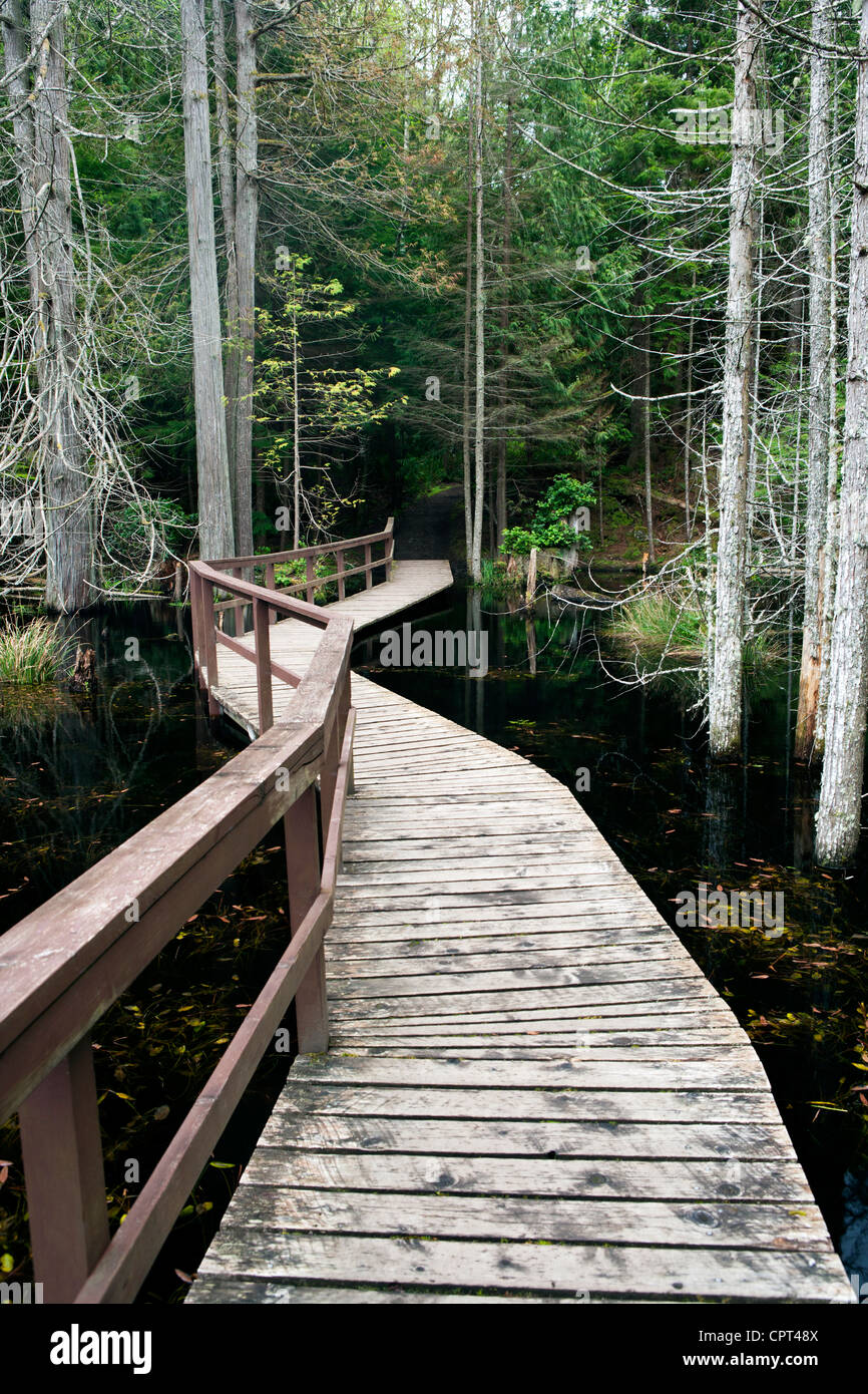 Promenade dans Smuggler's Cove Provincial Park - Halfmoon Bay - Sunshine Coast, British Columbia, Canada Banque D'Images