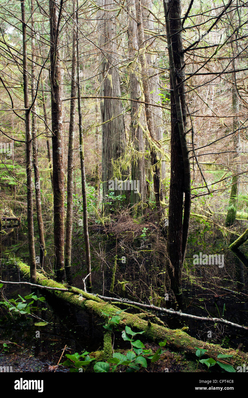 Paysage marécageux dans Smuggler's Cove Provincial Park - Halfmoon Bay - Sunshine Coast, British Columbia, Canada Banque D'Images