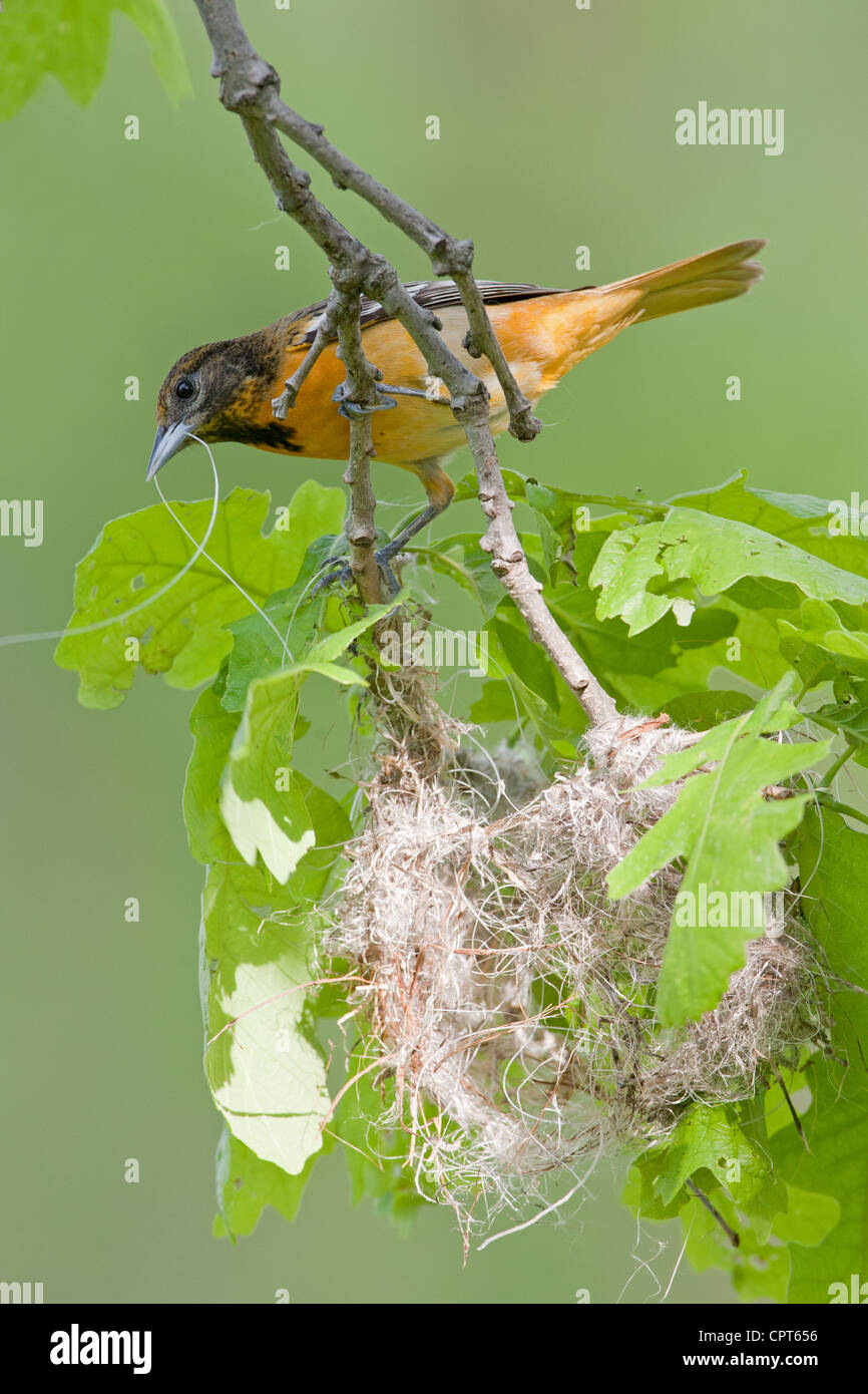 Femelle Baltimore Oriole oiseau chanteur avec Nest matériel construisant son nid - vertical Banque D'Images