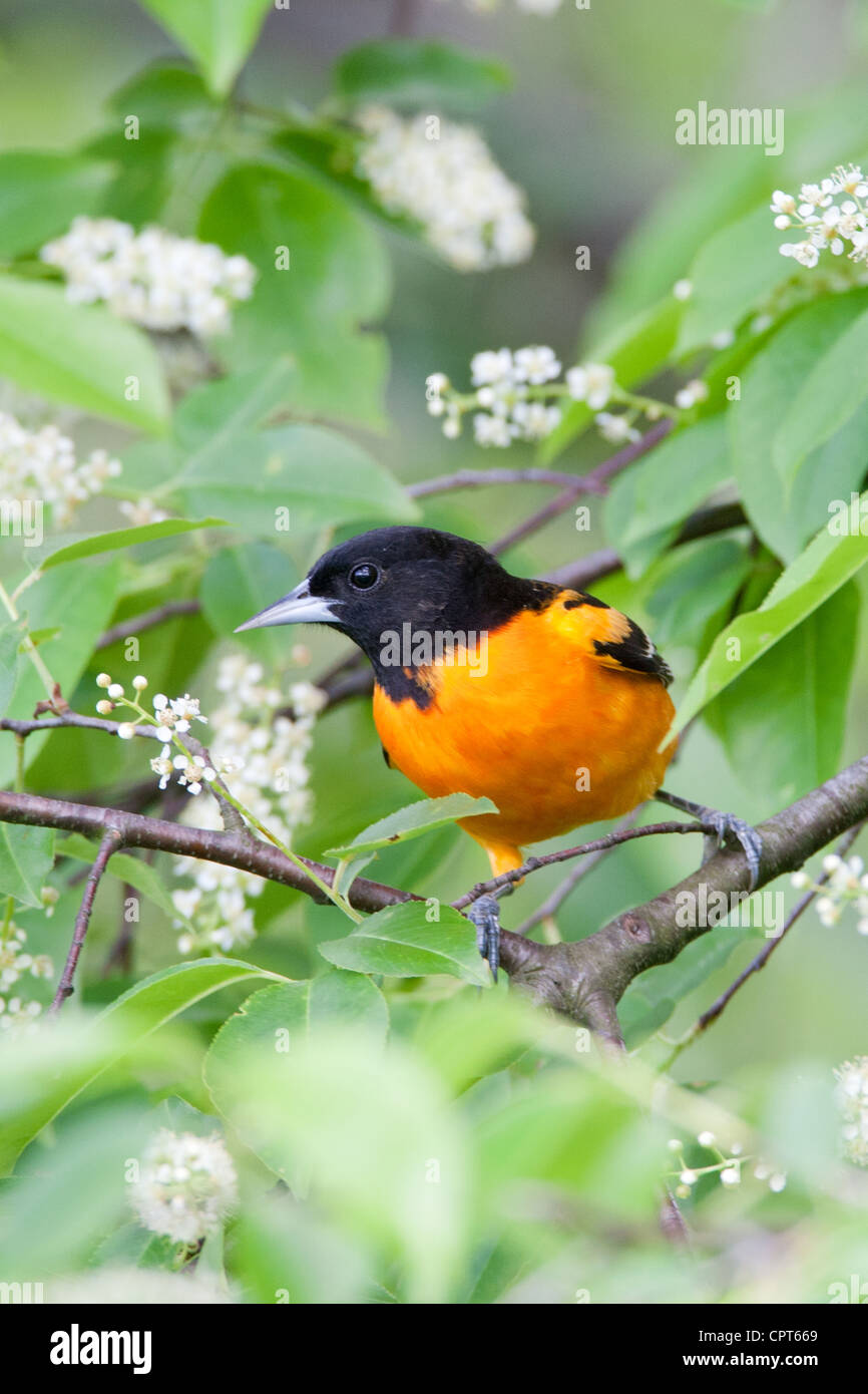 Baltimore Oriole oiseau chanteur perché perché dans Black Cherry Tree Blossoms fleurs fleurs fleurs - vertical Banque D'Images