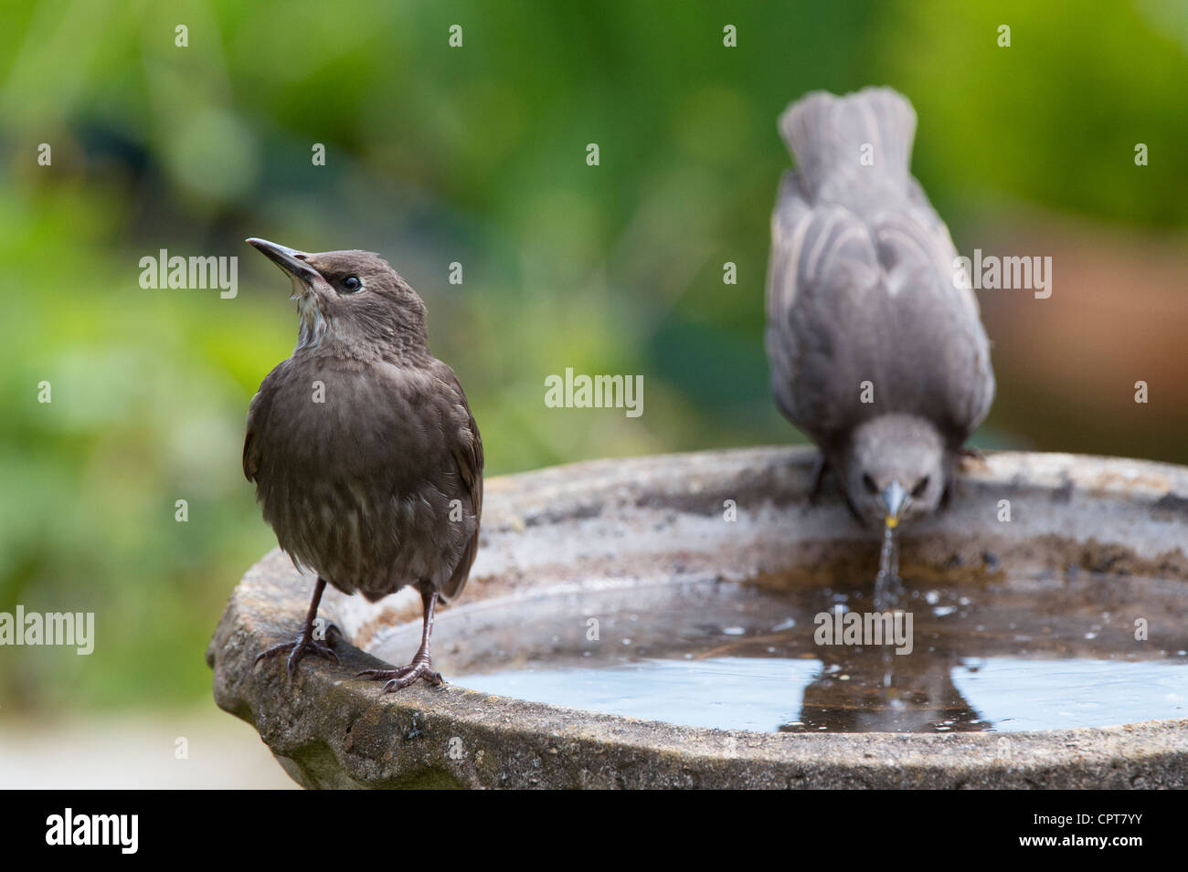 Sturnus vulgaris. Les étourneaux juvénile boire d'une birdbath. UK Banque D'Images