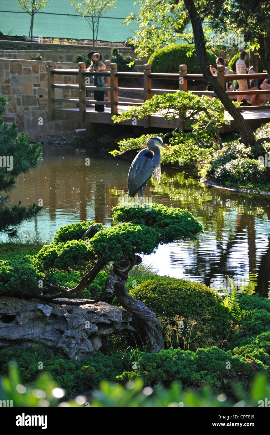 Jardin japonais, Fort Worth, Texas, USA - Grand héron - Ardea herodias Banque D'Images
