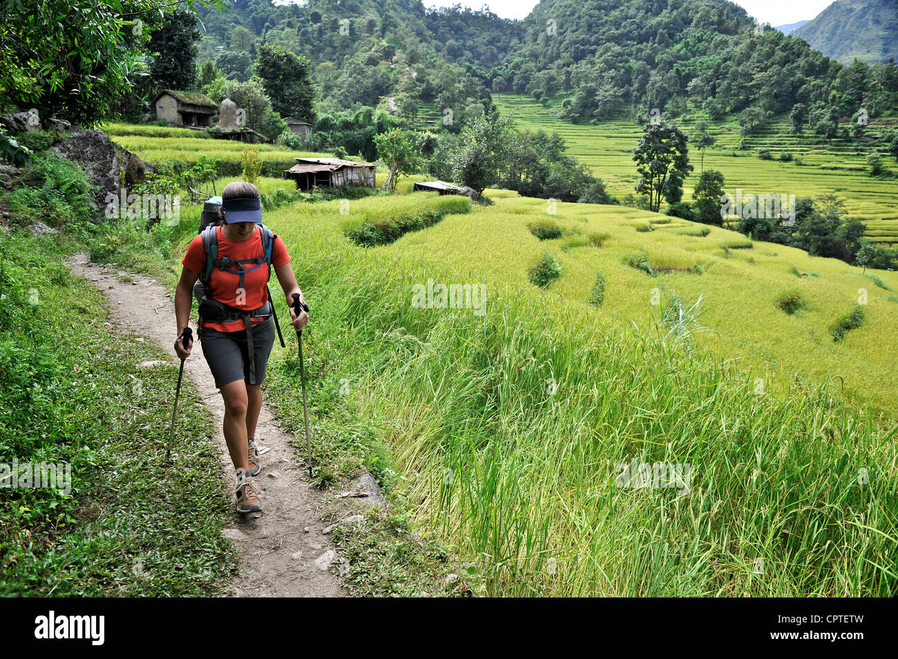 Femme treks le long du sentier à travers les rizières en terrasses, Bahundanda, Népal Banque D'Images