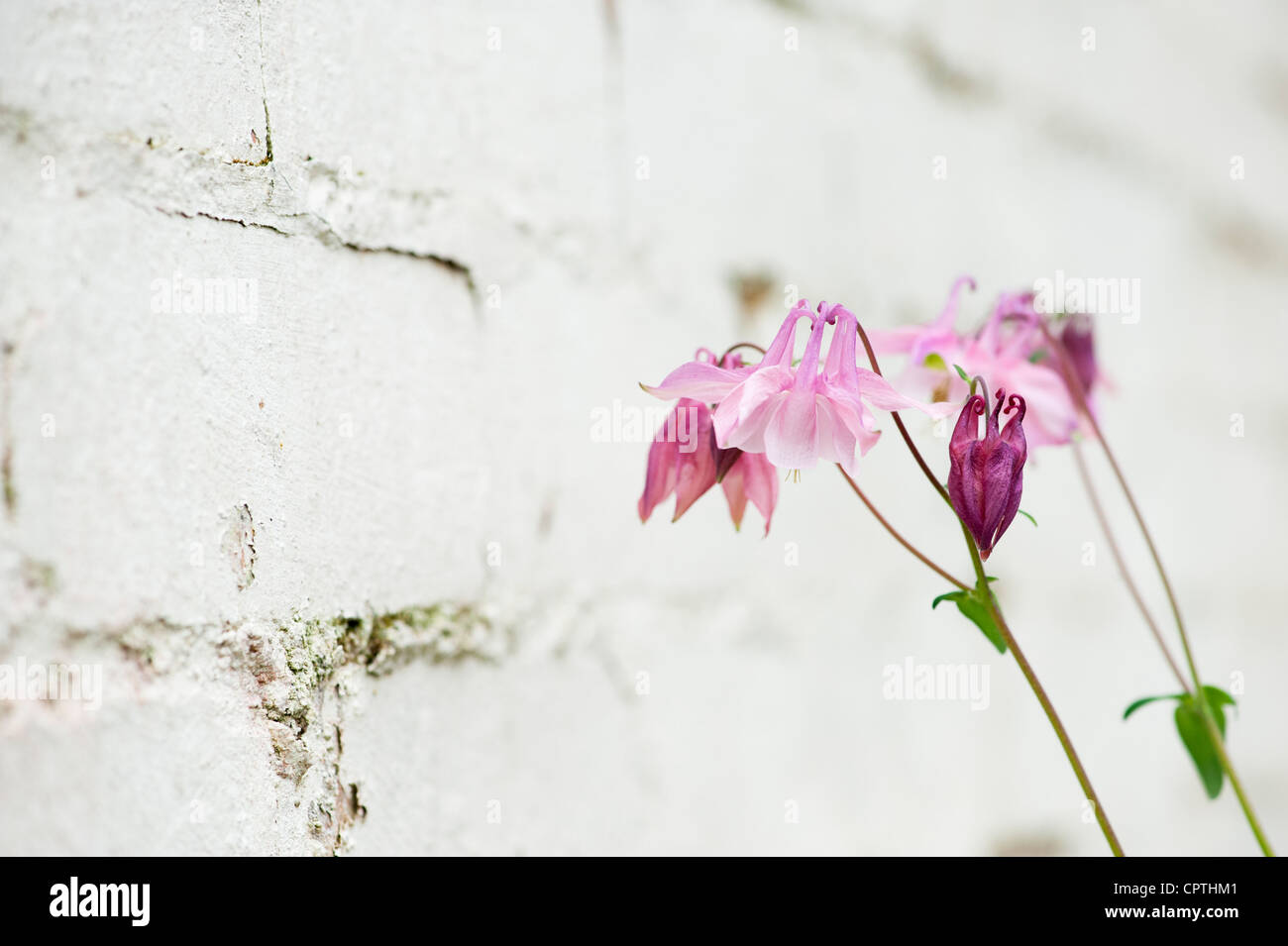 Aquilegia vulgaris rose fleur contre un mur du jardin peint en blanc Banque D'Images