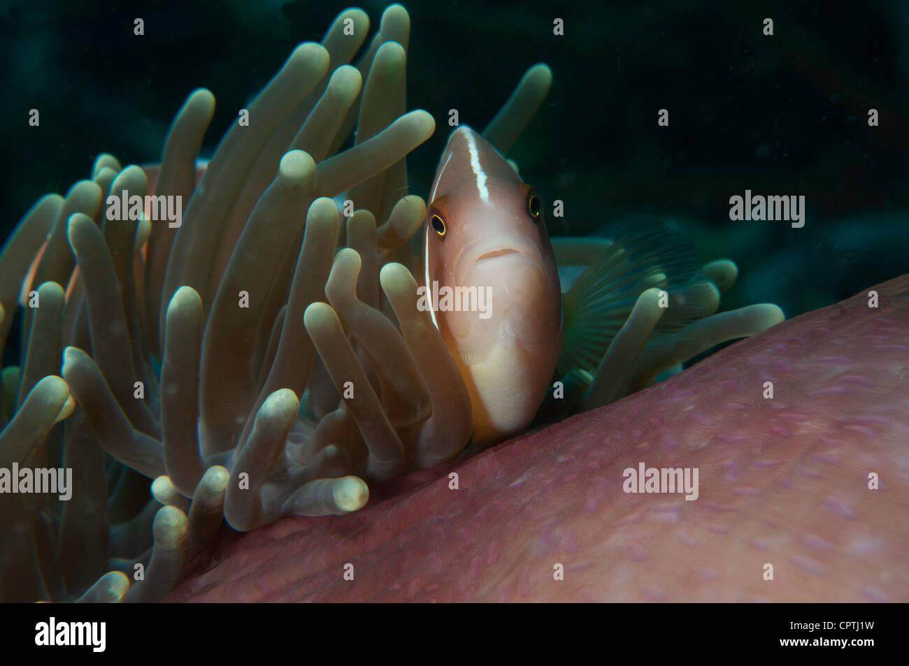 Poisson clown (Amphiprion perideraion rose), Lankayan, Sabah, Indonésie Banque D'Images
