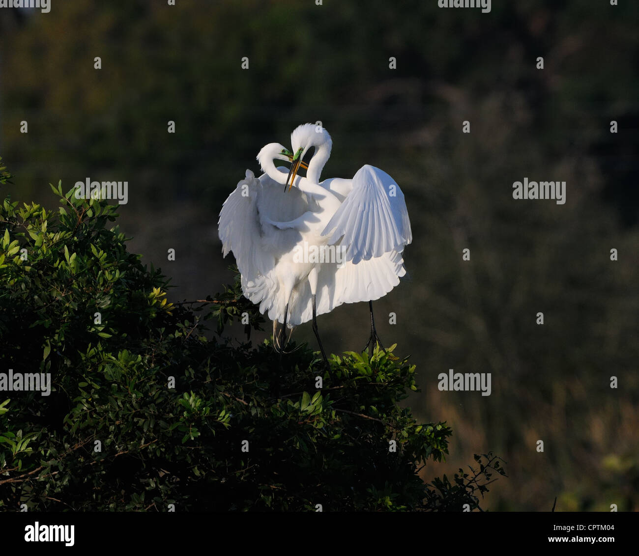 Grande Aigrette Ardea alba aime faire à la végétation, arbustes et arbres au Rookery Venise près de Venise en Floride, USA Banque D'Images