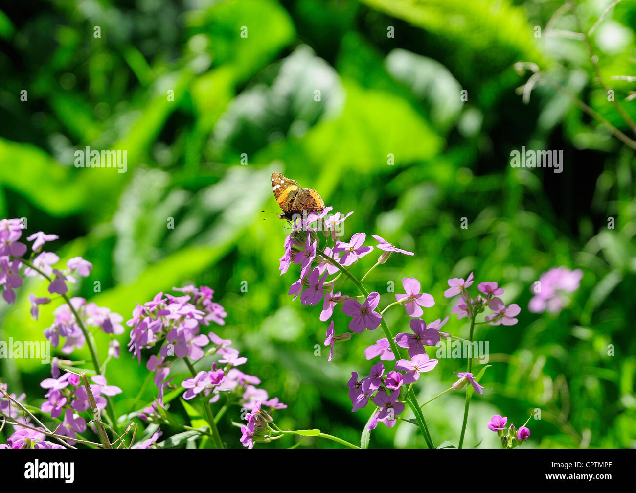 Papillon amiral se nourrissant de troupeaux dans le Nord de l'Illinois prairie. Banque D'Images