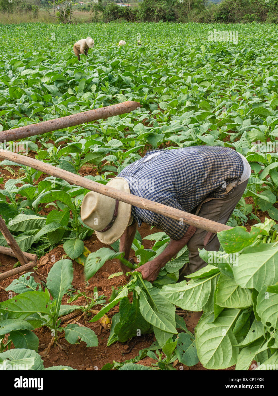 Les deux mâles adultes cubaine du tabac dans la récolte d'ouvriers agricoles des champs verts avec sol rouge près de Vinales dans l'ouest de Cuba. Banque D'Images