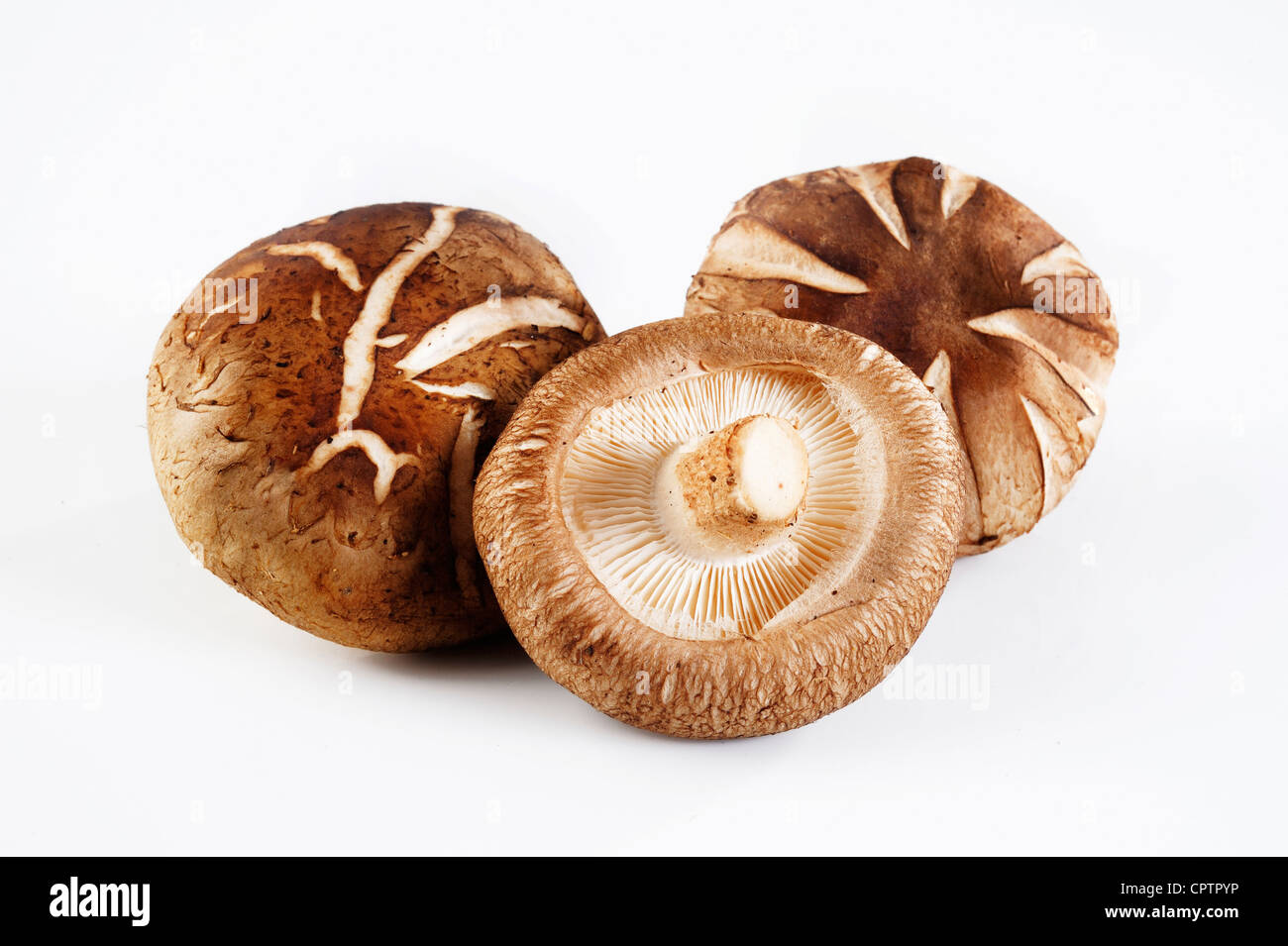 Trois mushroom sur fond blanc Banque D'Images