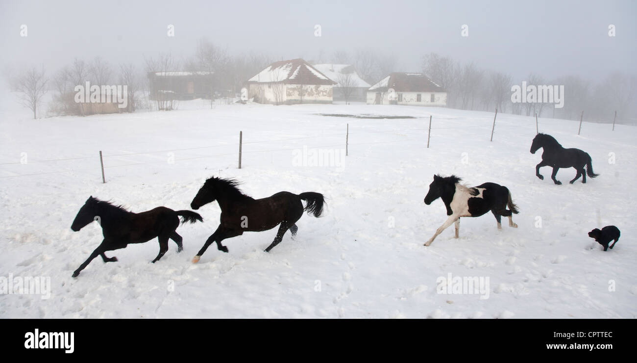 Chevaux noirs fonctionnant en hiver sur une ferme en Serbie Banque D'Images