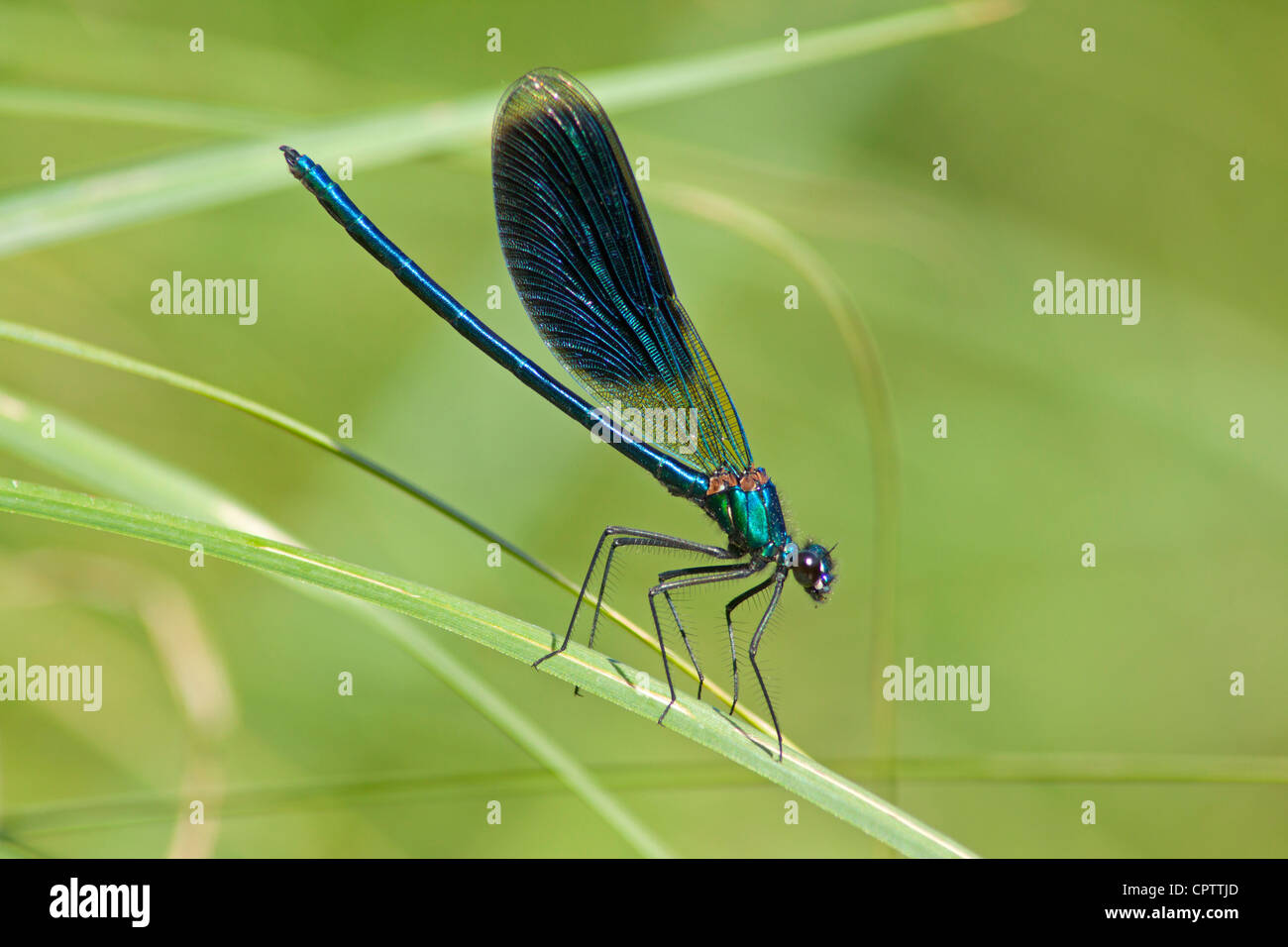 Belle Demoiselle (Calopteryx virgo) Banque D'Images