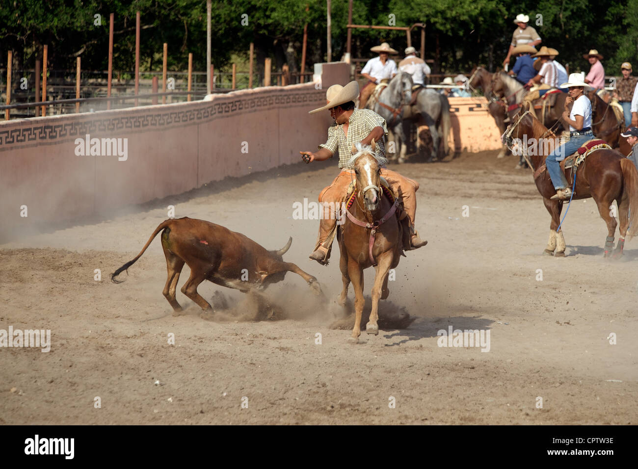 Cavalier charros mexicains se débat un boeuf à la terre dans un coleadero ou toreo de colas, San Antonio, TX, US Banque D'Images