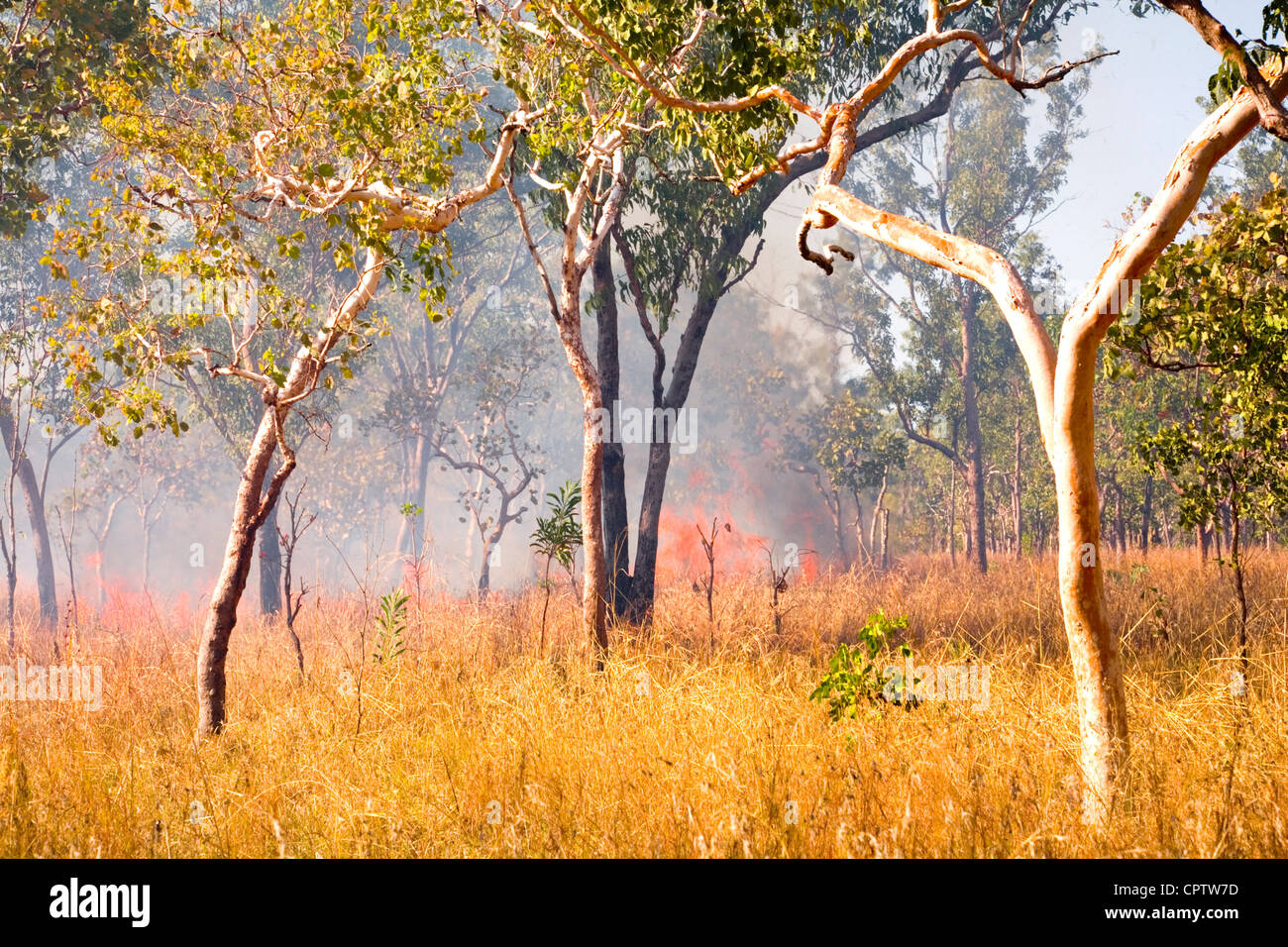 G's dans l'outback du Territoire du Nord de l'Australie Banque D'Images