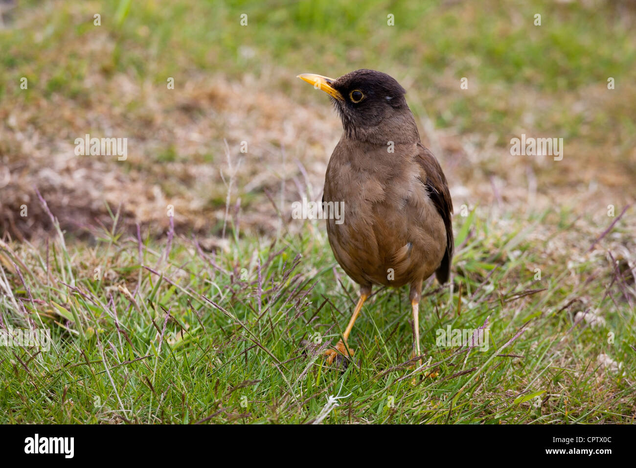 Austral (Turdus falcklandii falcklandii), îles Falkland, de la sous-espèce de nourriture adultes sur l'île de la carcasse dans les Malouines. Banque D'Images