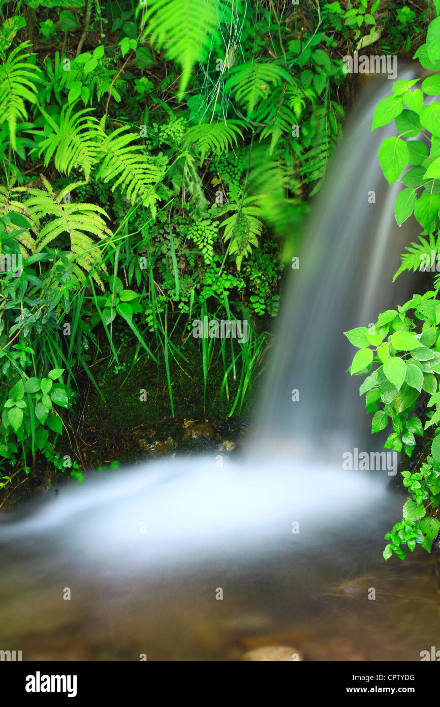 Petite cascade dans la région de crique de fougères vert et pluie délicate végétation forestière. effet d'eau au ralenti. Banque D'Images