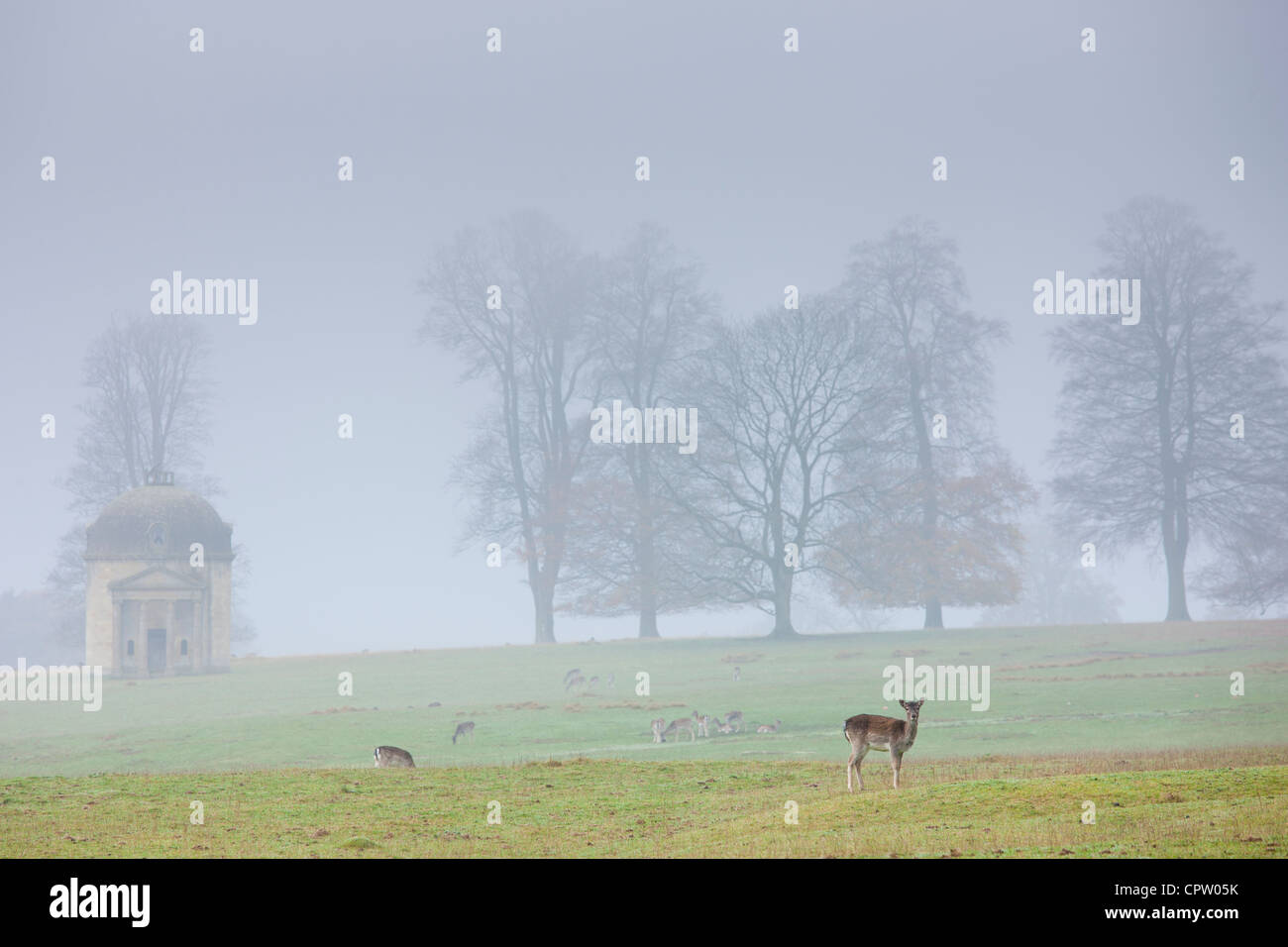 Chevreuil dans misty scène à Barrington Park près de Burford dans les Cotswolds, Oxfordshire, UK Banque D'Images