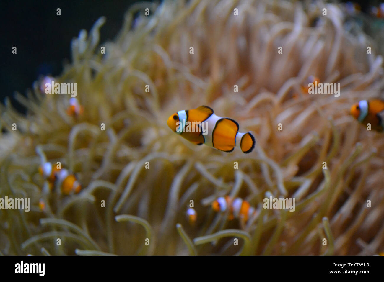 Finding Nemo Banque D'Images