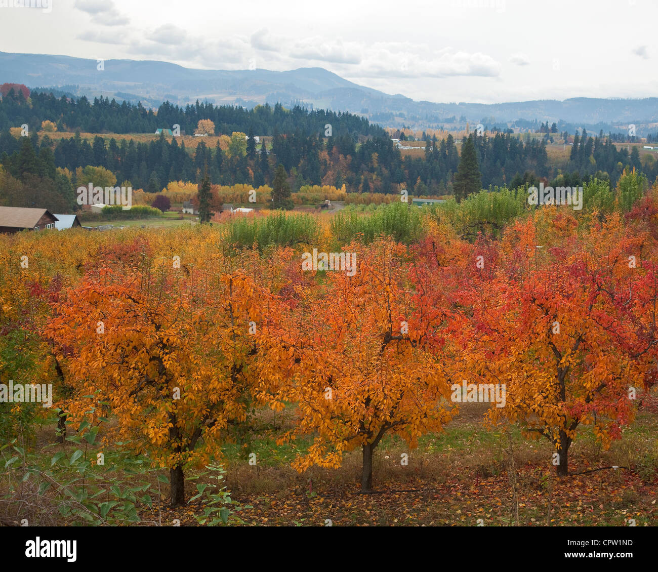 Verger de l'Oregon (Bartlett pear) dans des couleurs en automne avec les crêtes de la vallée de la rivière Hood dans la distance Banque D'Images