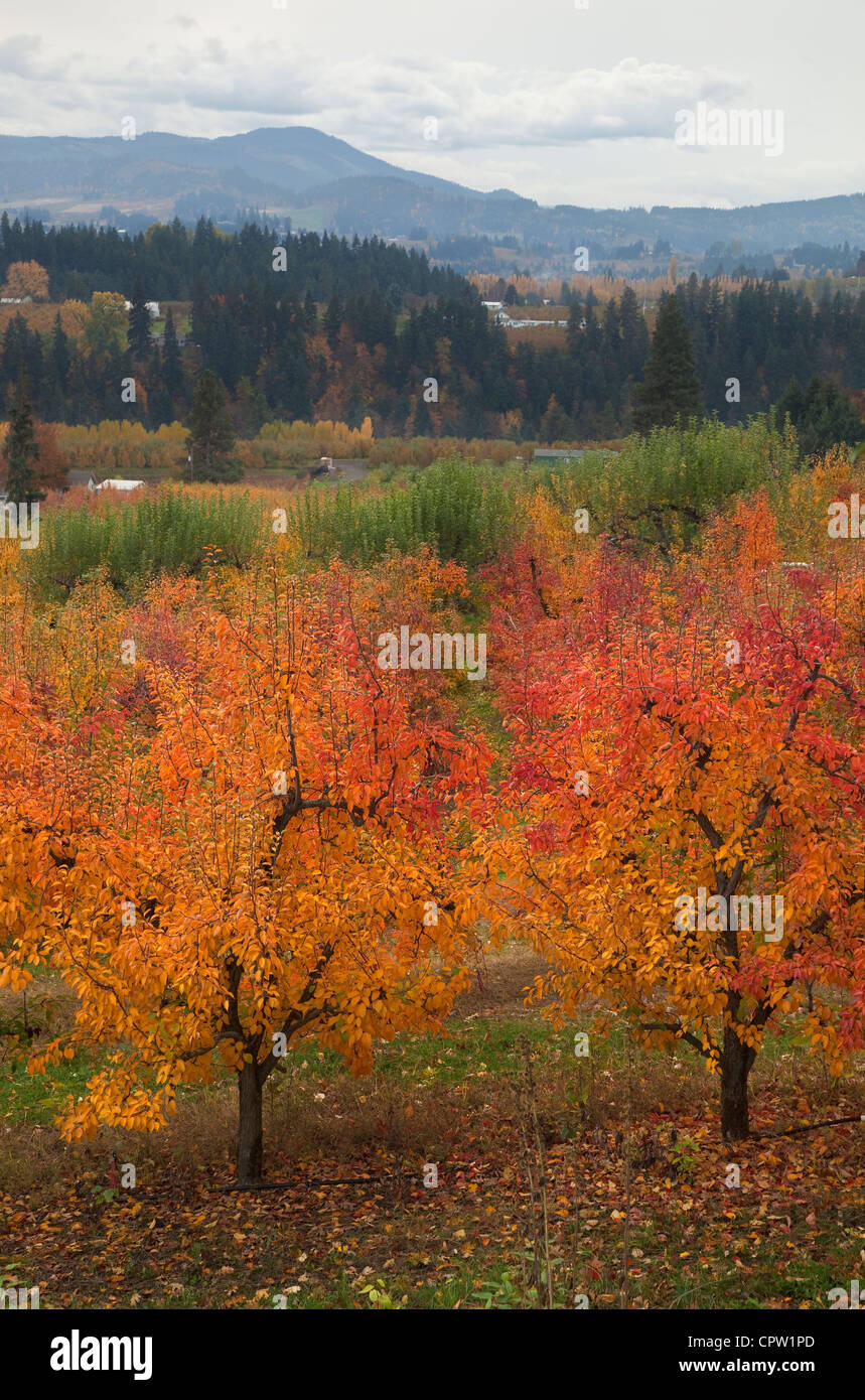 Verger de l'Oregon (Bartlett pear) dans des couleurs en automne avec les crêtes de la vallée de la rivière Hood dans la distance Banque D'Images