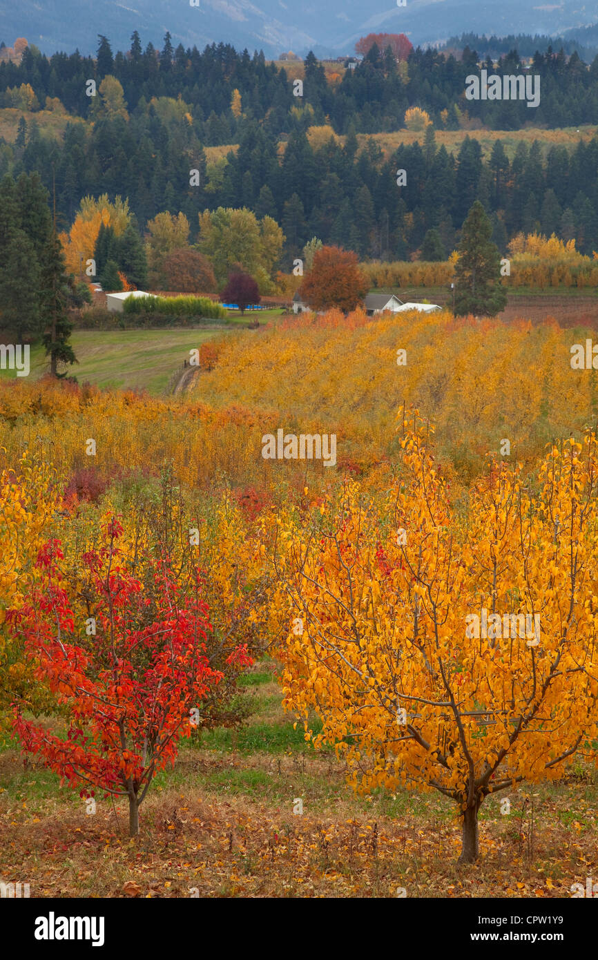 Verger de l'Oregon (Bartlett pear) dans des couleurs en automne avec les crêtes de la vallée de la rivière Hood dans la distance Banque D'Images