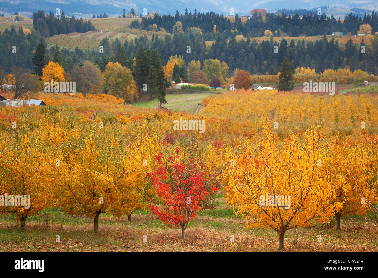 Verger de l'Oregon (Bartlett pear) dans des couleurs en automne avec les crêtes de la vallée de la rivière Hood dans la distance Banque D'Images