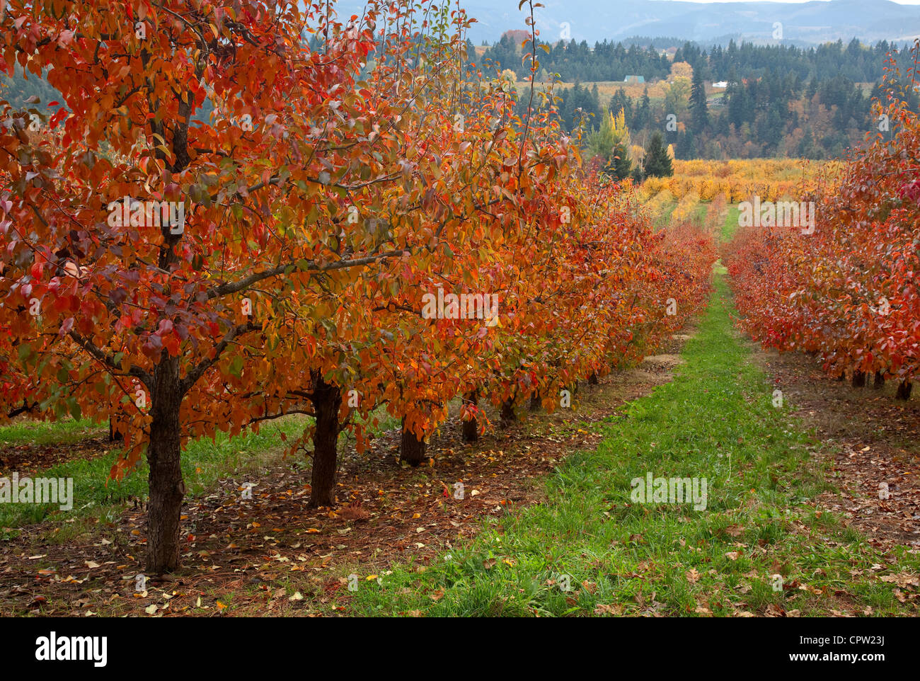 Verger de l'Oregon (Bartlett pear) dans des couleurs en automne avec les crêtes de la vallée de la rivière Hood dans la distance Banque D'Images
