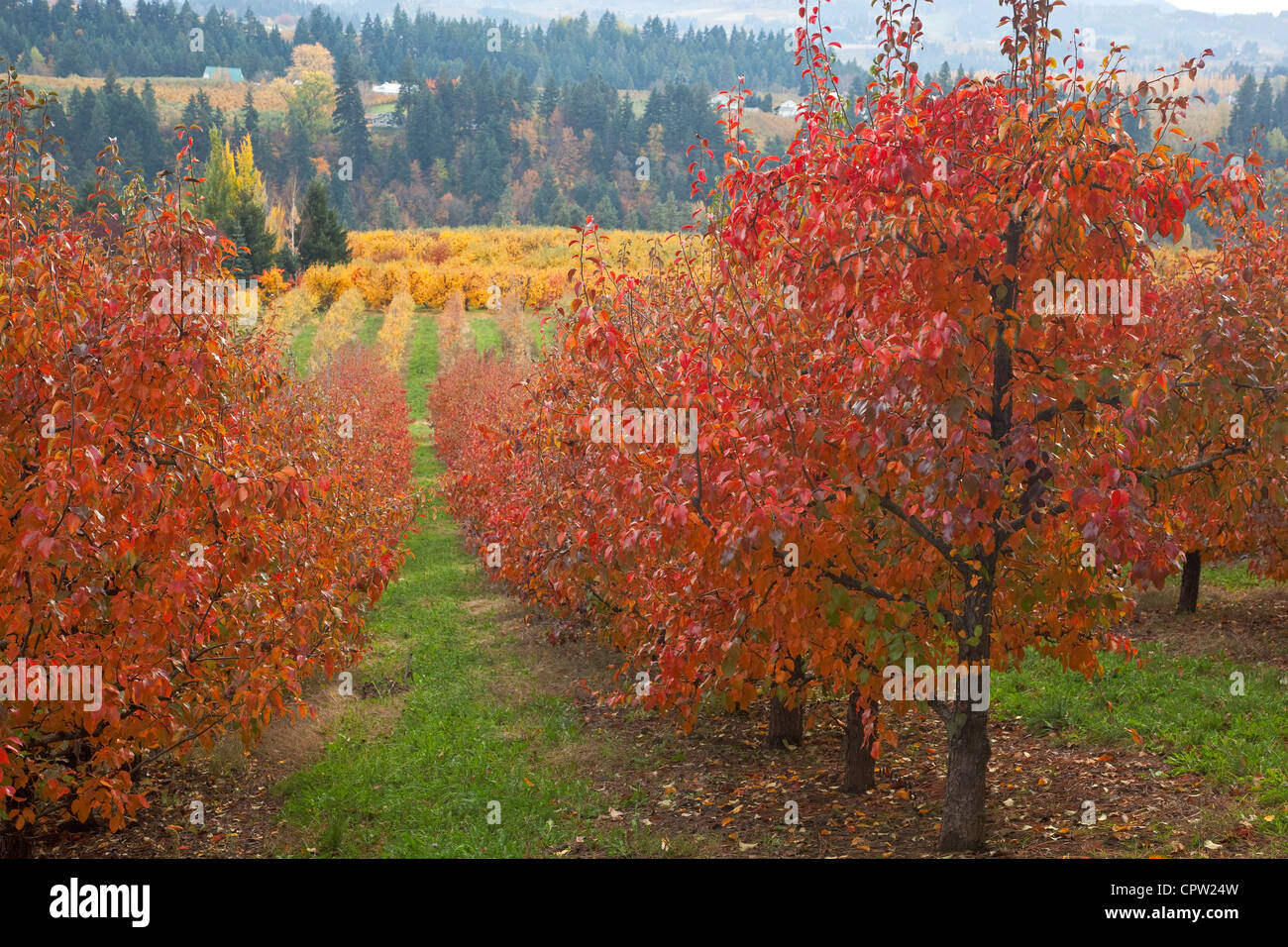 Verger de l'Oregon (Bartlett pear) dans des couleurs en automne avec les crêtes de la vallée de la rivière Hood dans la distance Banque D'Images