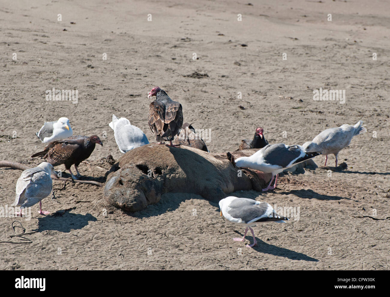 L'éléphant, Mirounga angustirostris, à la colonie de Piedras Blancas, sur la côte centrale de Californie. Banque D'Images