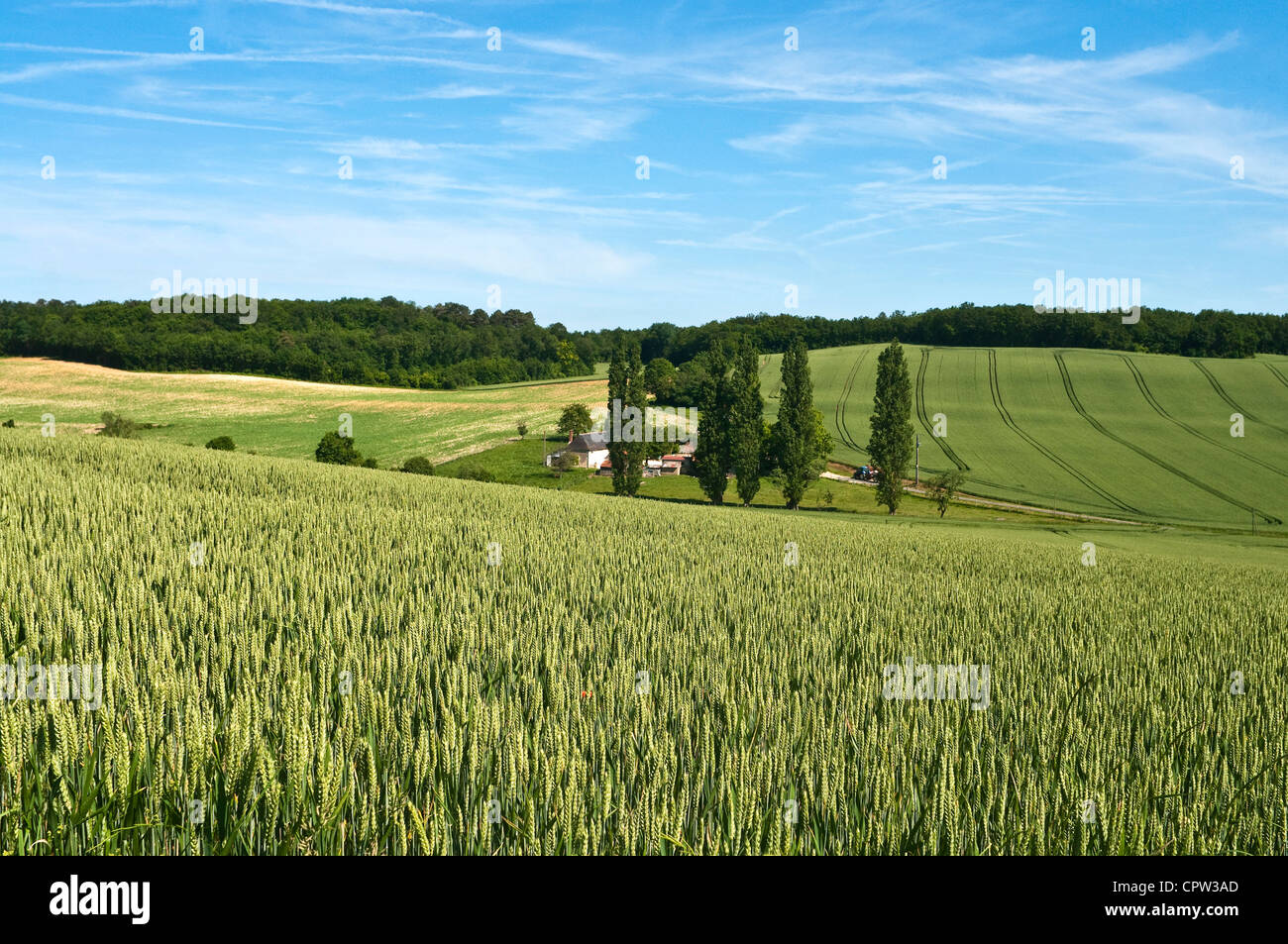 Champ de maïs - Indre-et-Loire, France. Banque D'Images