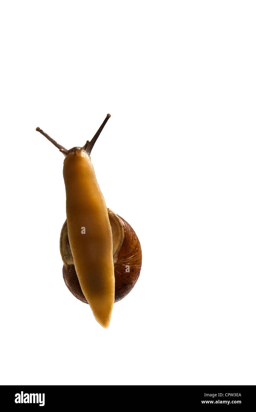 Un escargot et son pied, vue à travers une surface claire. Banque D'Images