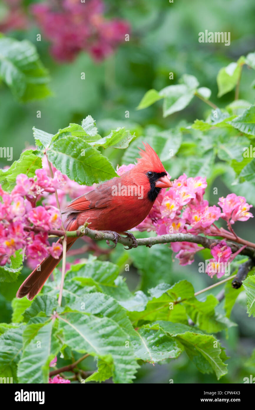 Oiseau de cardinal du nord perchée dans des fleurs de châtaignier rouge fleurs fleurs - vertical Banque D'Images