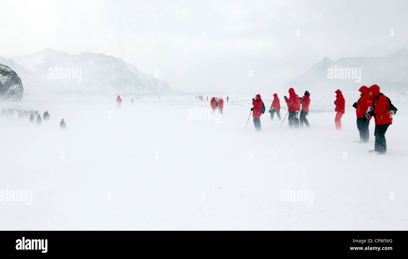 Les passagers de l'expédition en regardant le Roi des pingouins dans une tempête de neige à Fortuna Bay, la Géorgie du Sud Banque D'Images