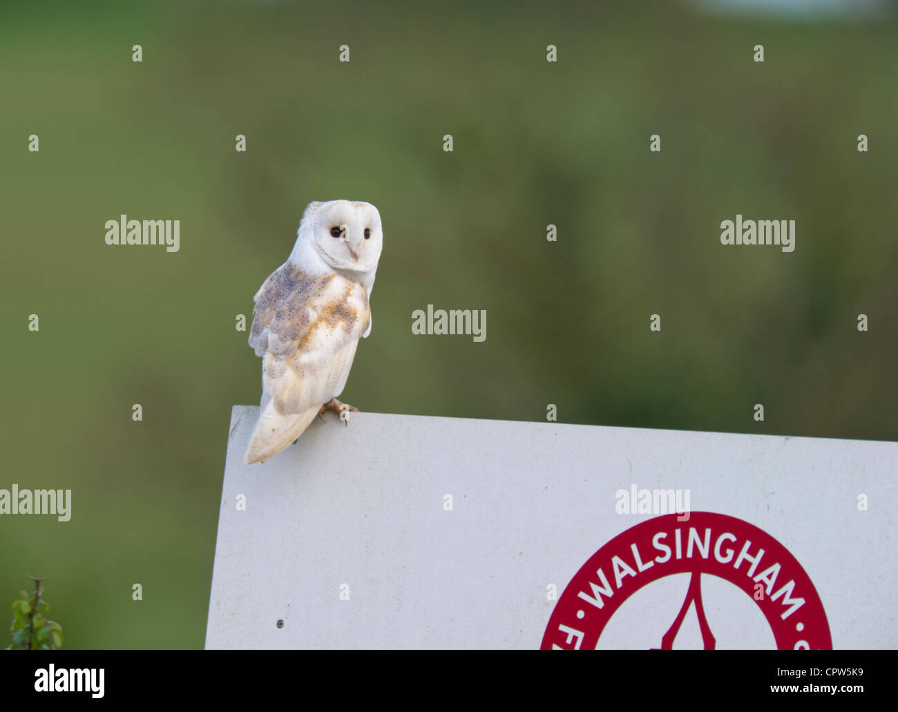 Effraie des clochers (Tyto alba) perché sur la signalisation routière à la lumière du jour. Banque D'Images