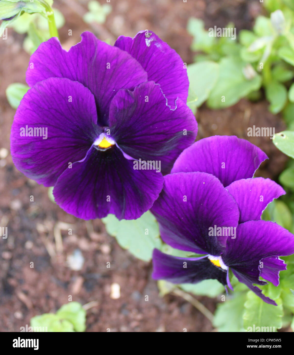 Fleur jaune et violet Banque D'Images