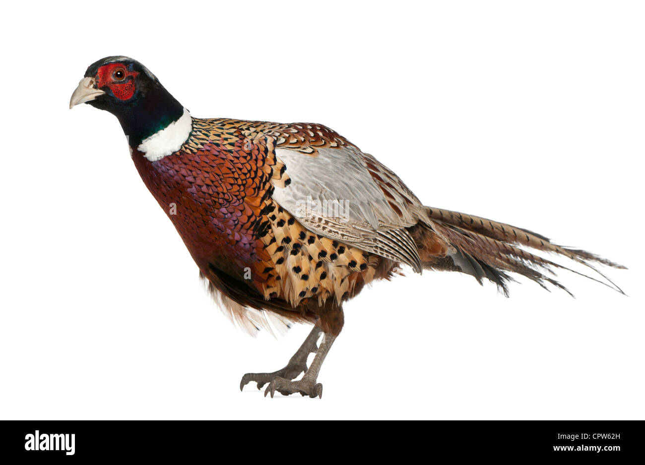 Le faisan commun américain, Phasianus colchicus, standing against white background Banque D'Images