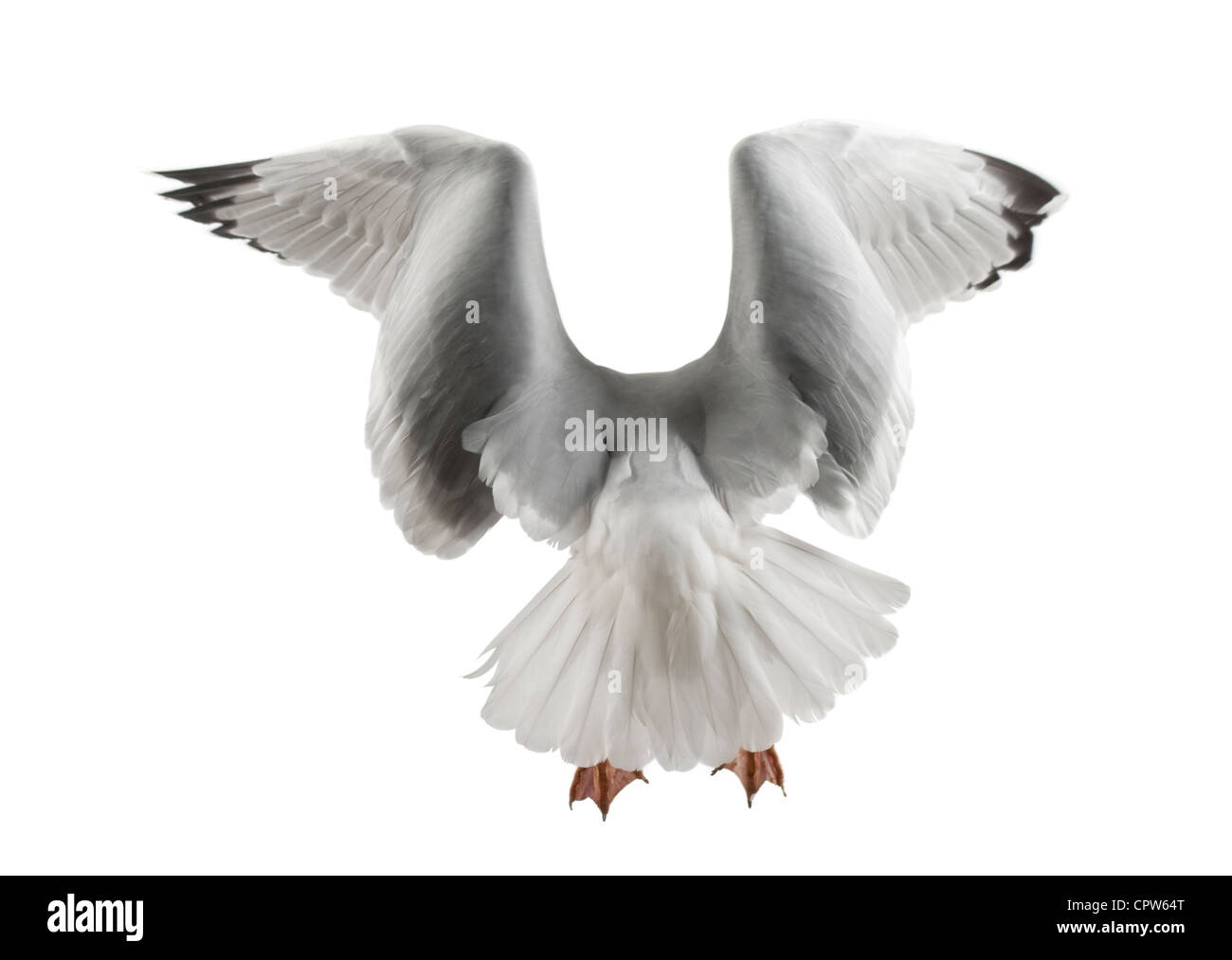 European Herring Gull Larus argentatus, 4 ans, en plumage d'hiver taking off against white background Banque D'Images