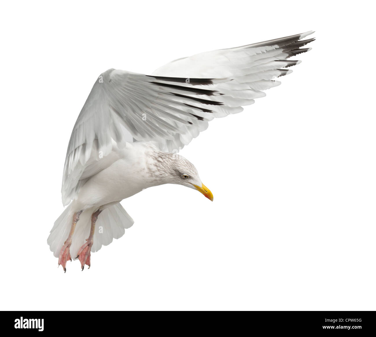 European Herring Gull Larus argentatus, 4 ans, en plumage d'hiver voler contre fond blanc Banque D'Images