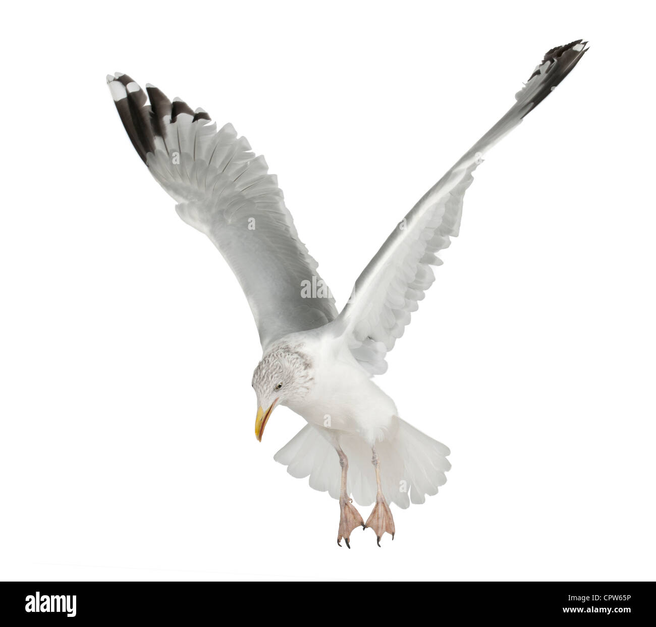 European Herring Gull Larus argentatus, 4 ans, en plumage d'hiver voler contre fond blanc Banque D'Images