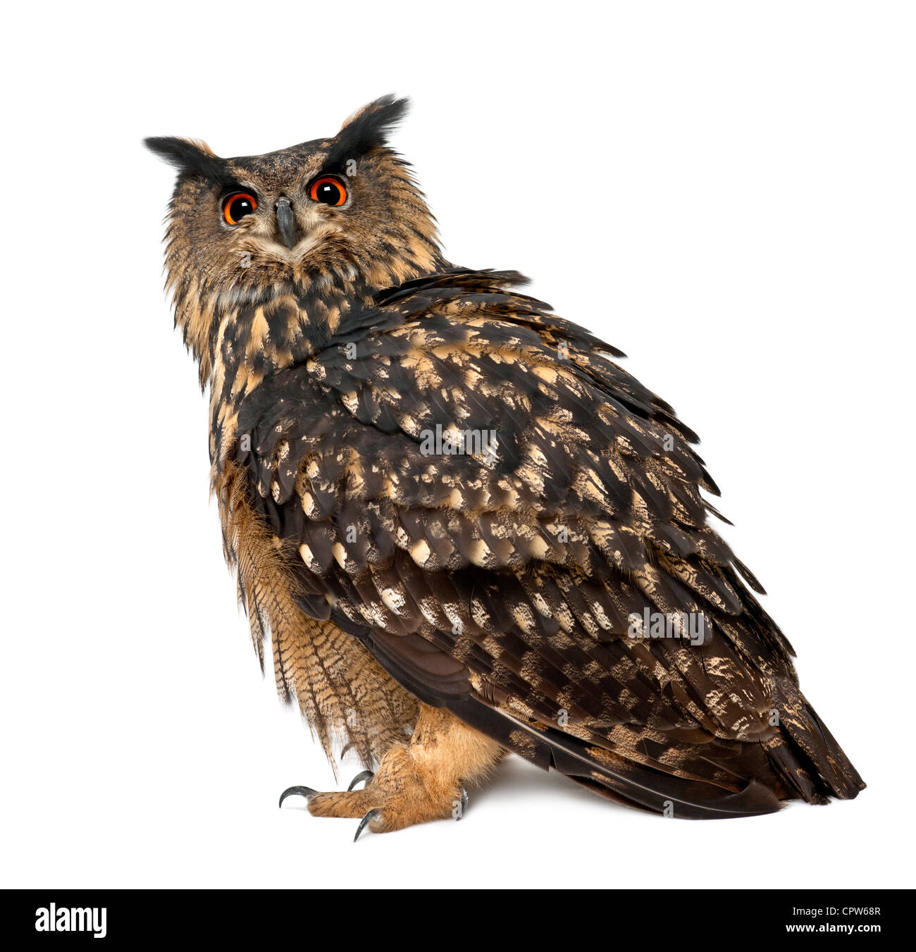 Bubo bubo lacteus, eurasien, 15 ans, portrait contre fond blanc Banque D'Images