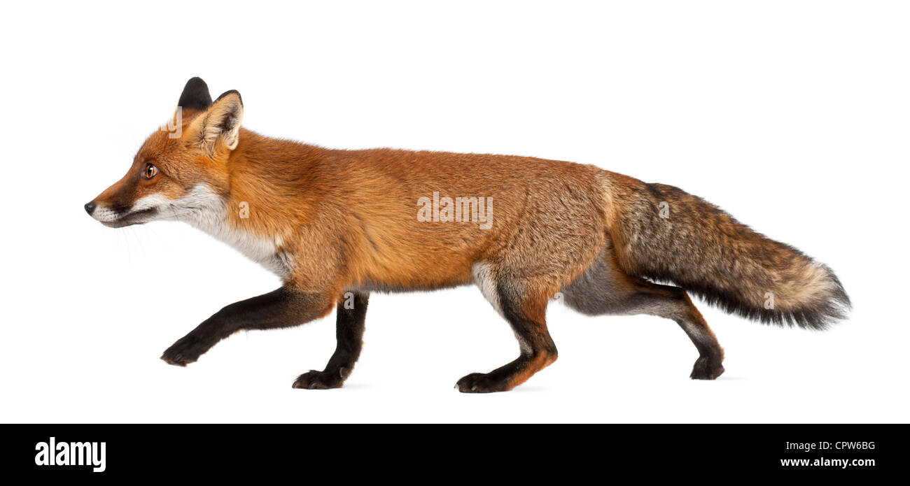 Le renard roux, Vulpes vulpes, 4 ans, marche contre fond blanc Banque D'Images