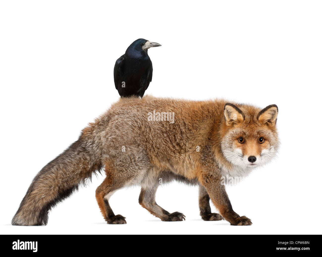 Vieux renard roux, Vulpes vulpes, 15 ans, et Rook, Corvus frugilegus, 3 ans, contre fond blanc Banque D'Images