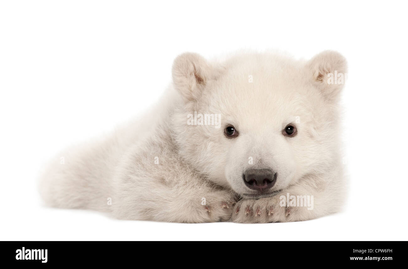 Polar Bear cub, Ursus maritimus, 3 mois, portrait contre fond blanc Banque D'Images