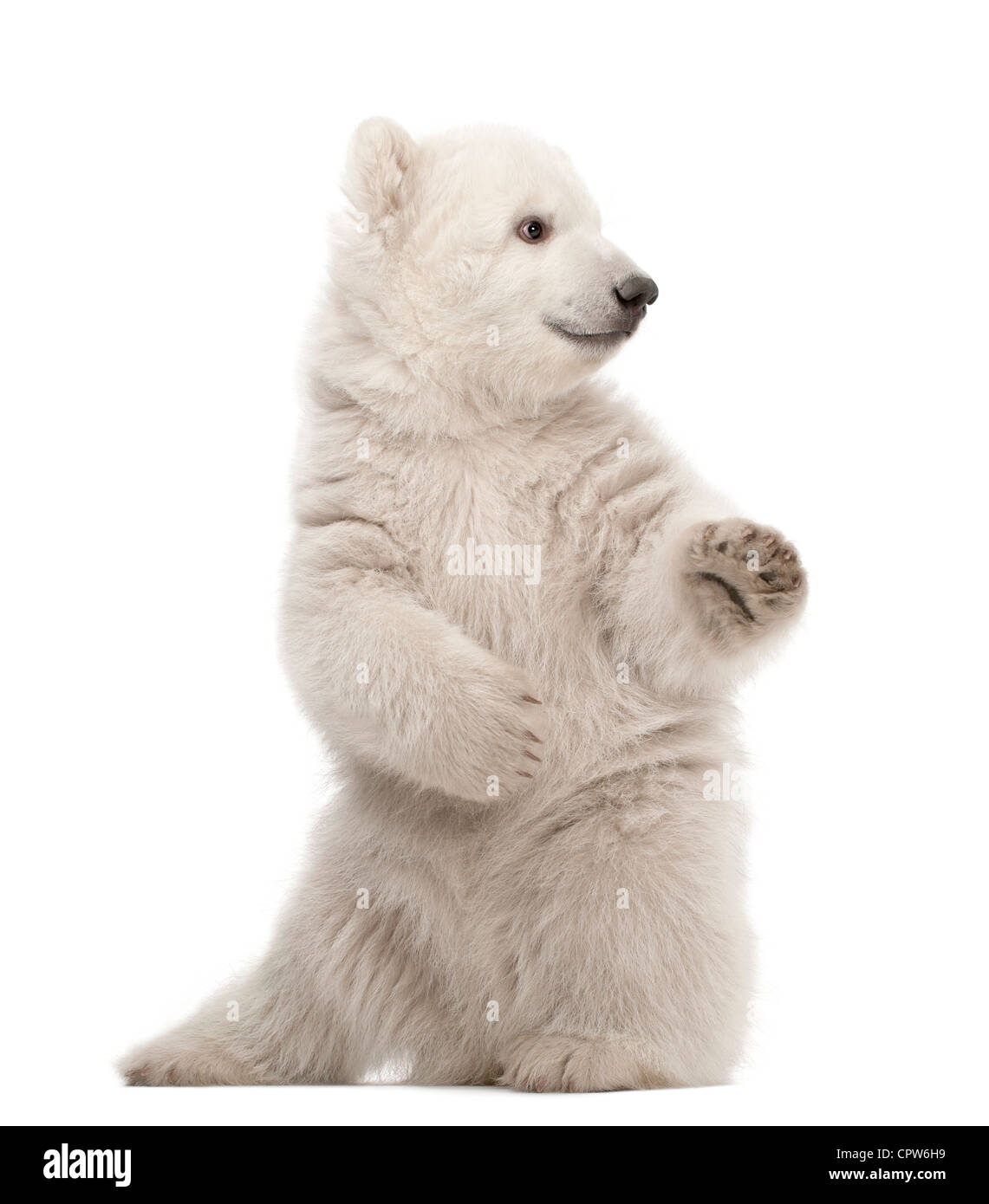 Polar Bear cub, Ursus maritimus, 3 mois, sur ses pattes contre fond blanc Banque D'Images
