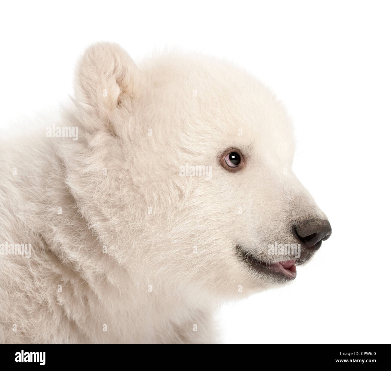 Polar Bear cub, Ursus maritimus, 3 mois, contre fond blanc Banque D'Images