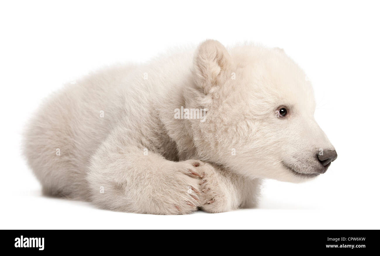 Polar Bear cub, Ursus maritimus, 3 mois, contre fond blanc Banque D'Images