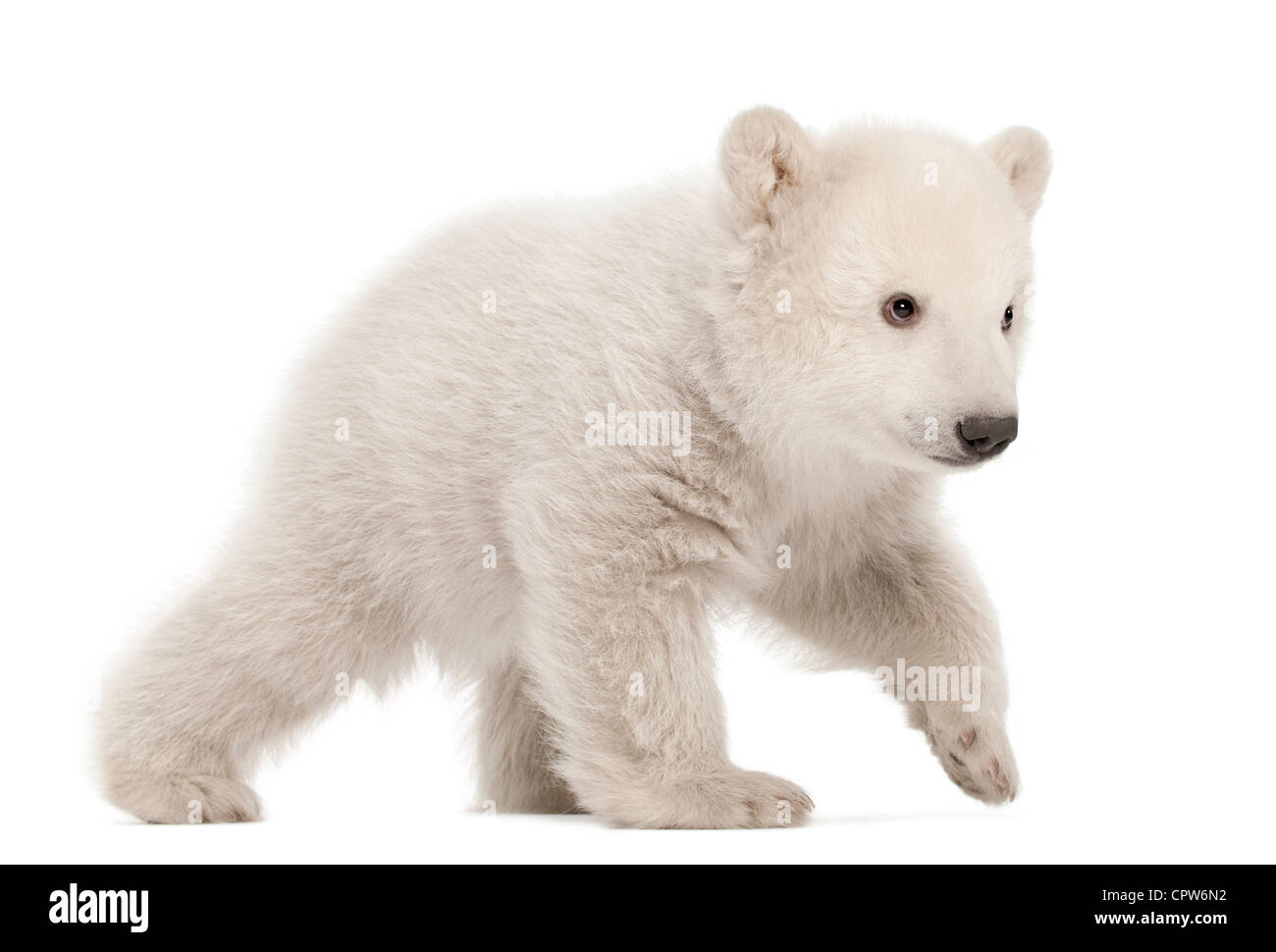 Polar Bear cub, Ursus maritimus, 3 mois, marche à pied contre fond blanc Banque D'Images